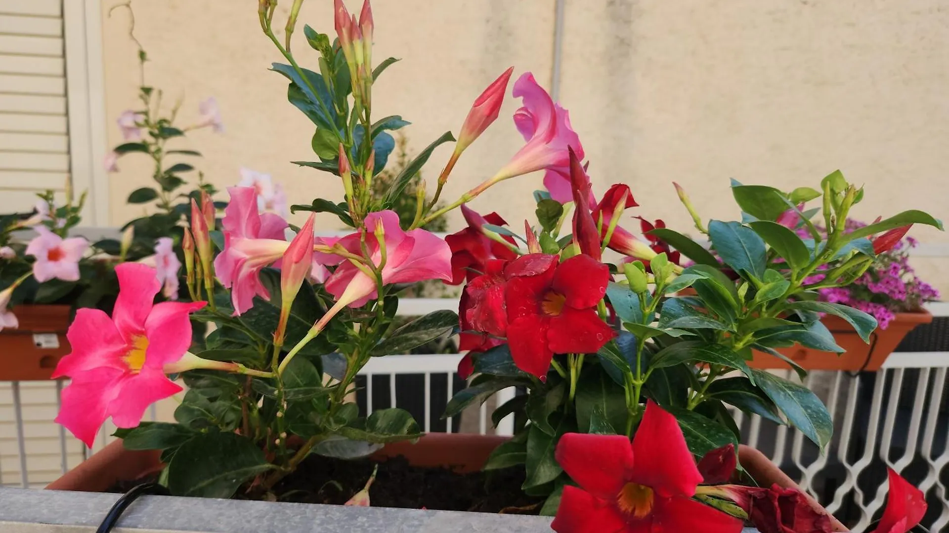 Guest house Affittacamere Le Rondini Domus De Maria